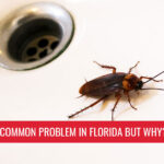 Roaches are a common problem in Florida but why? - Pest control services in South Florida by Petri Pest Control