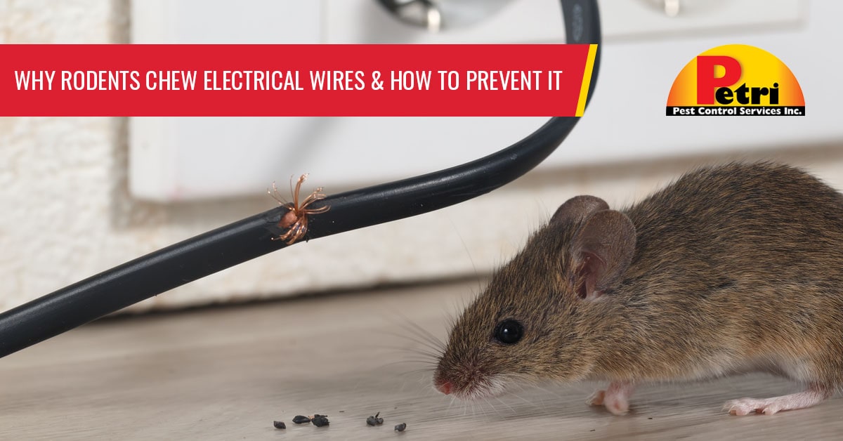 Rodent Treatment, Get Rid of Rodents in Florida