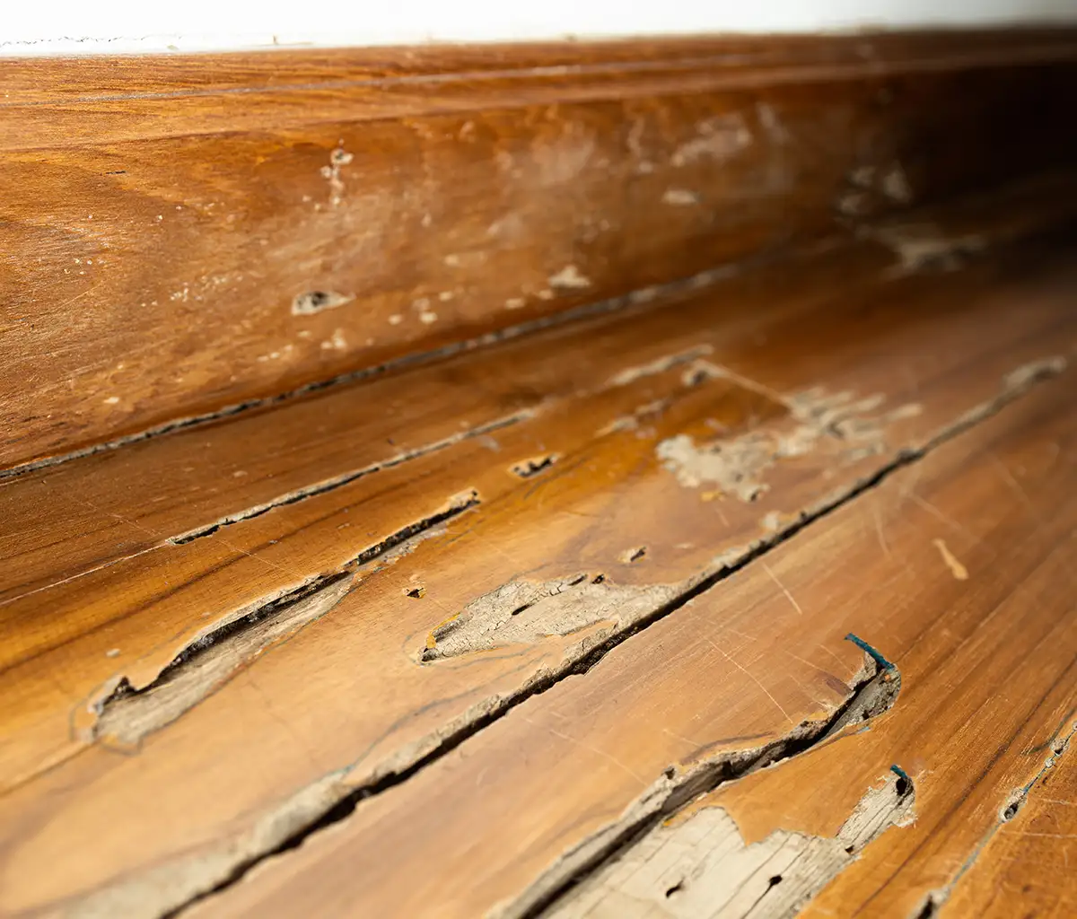 Termite damage discovered in Pompano Beach FL home as part of professional termite inspection