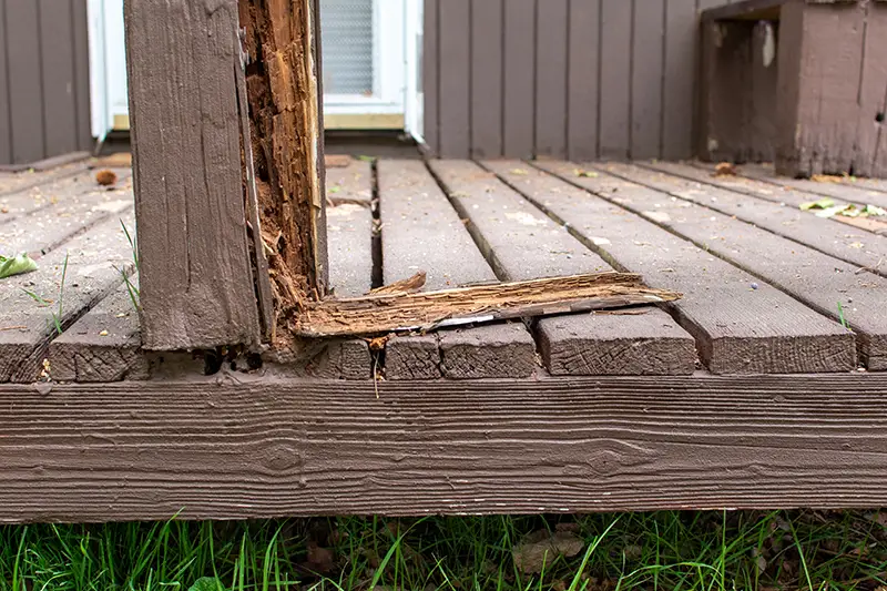 Think You’ve Seen a Termite? Learn How to Be Sure by Petri Pest Control in South Florida